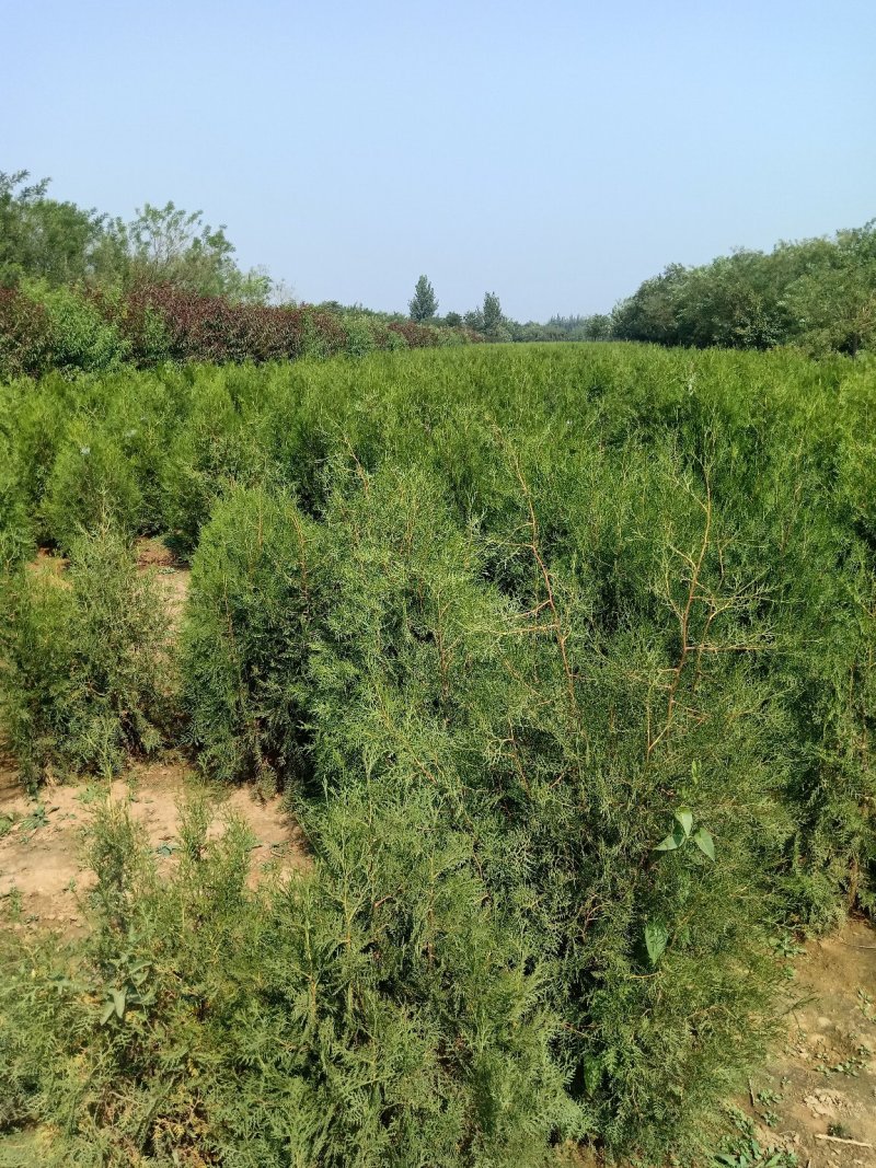 大量供应侧柏，侧柏大田苗，侧柏杯苗