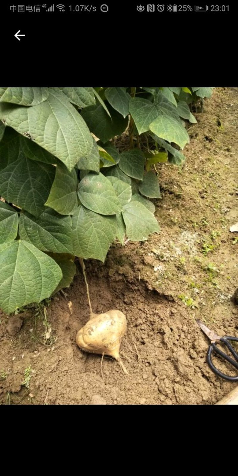 湖北沙土地凉薯地瓜