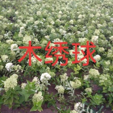 木绣球：乔灌木，绿化工程苗木