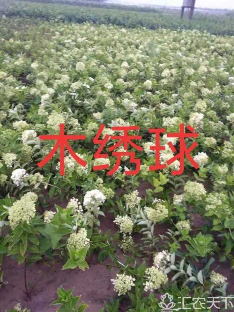 木绣球：乔灌木，绿化工程苗木