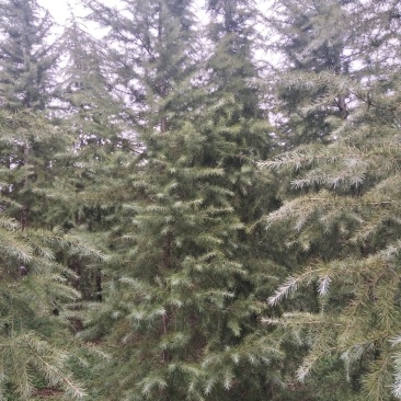 雪松