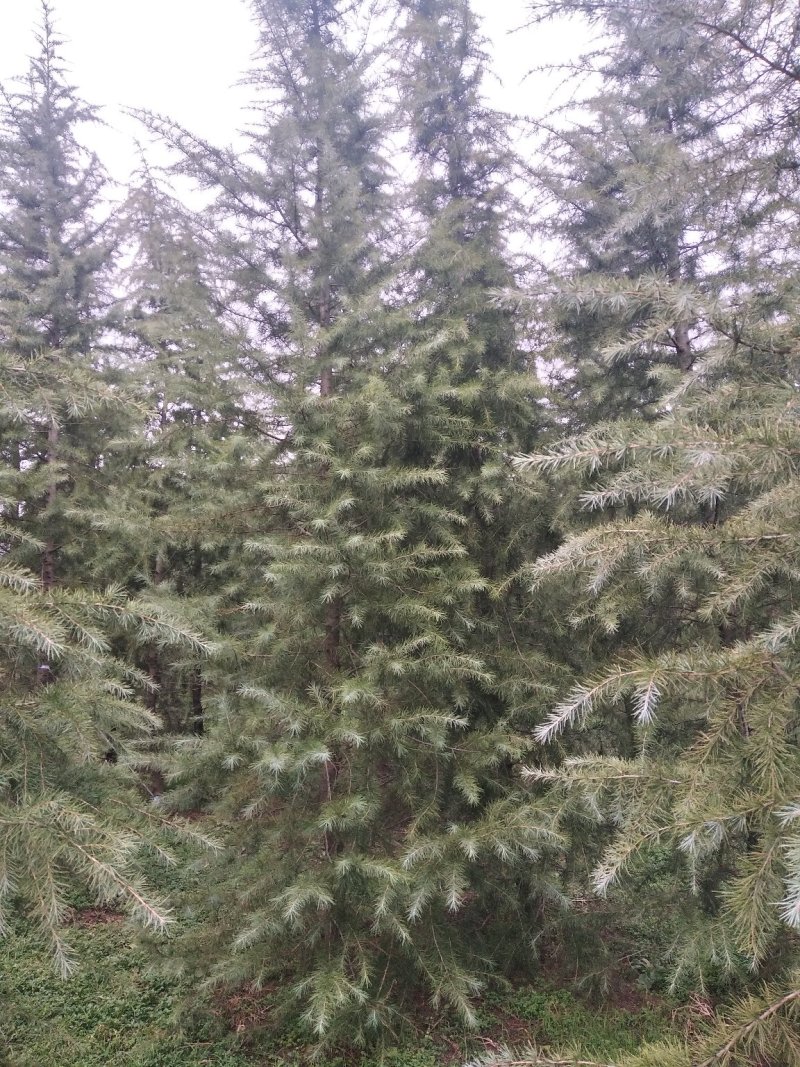 雪松