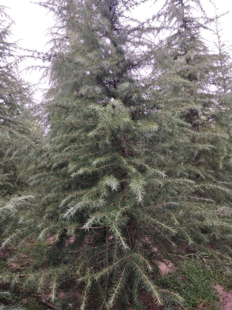 雪松