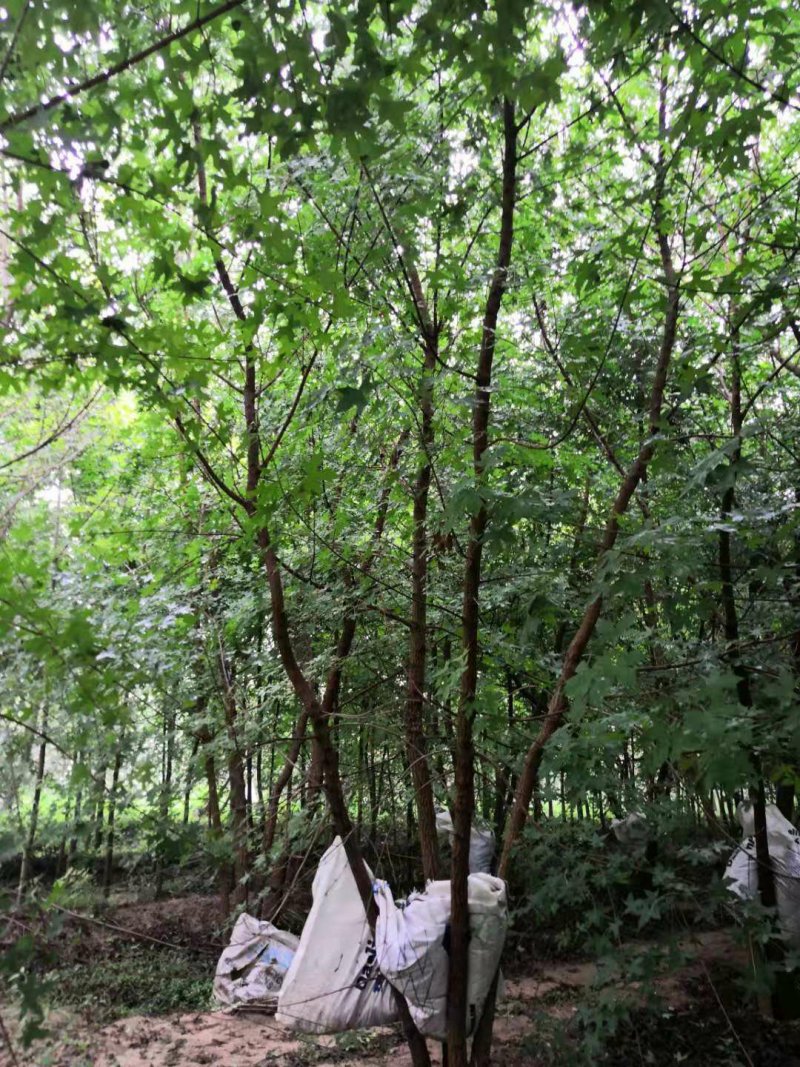山东省郓城县财林苗，欢迎你的光临，20--80公分五角枫