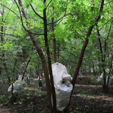 山东省郓城县财林苗，欢迎你的光临，20--80公分五角枫