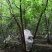 山东省郓城县财林苗，欢迎你的光临，20--80公分五角枫