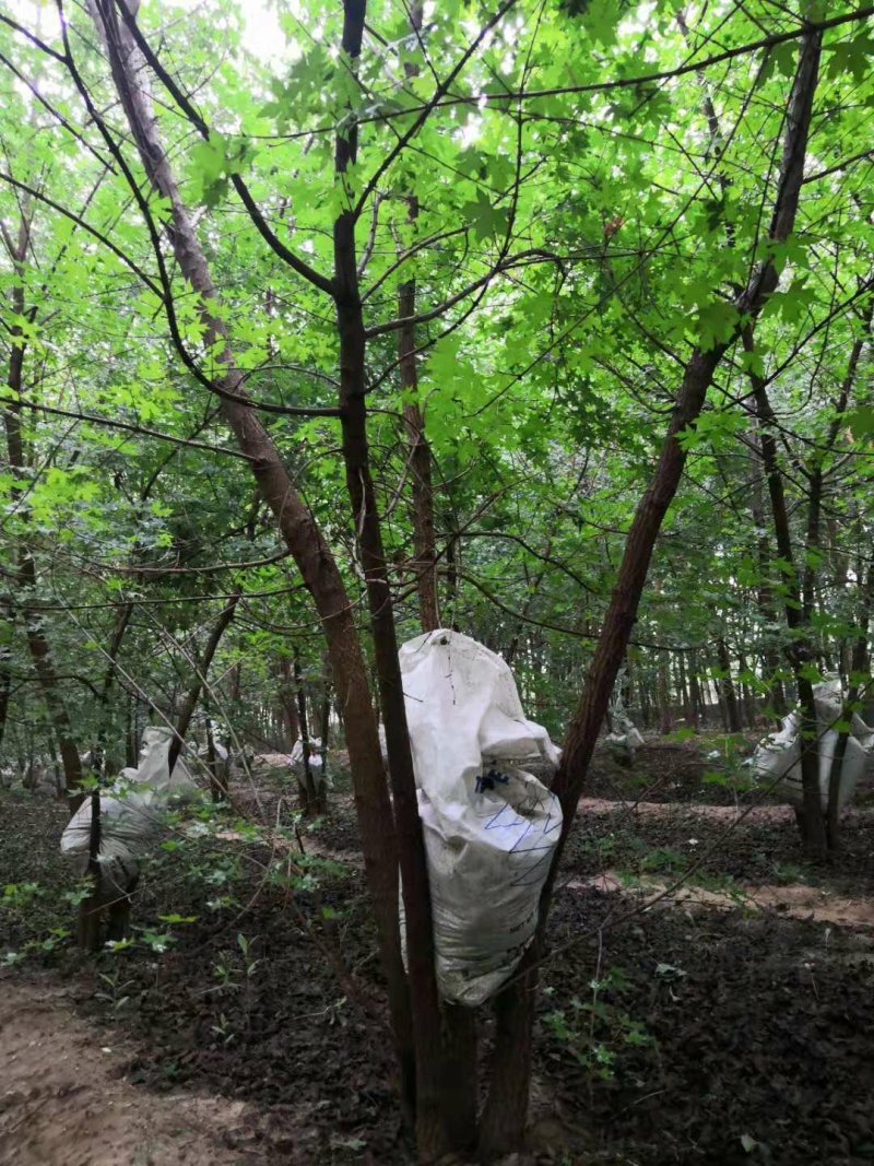 山东省郓城县财林苗，欢迎你的光临，20--80公分五角枫