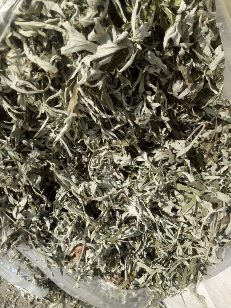 艾叶。纯正野生小叶艾，原产地有陈艾，需要陈艾可提前预