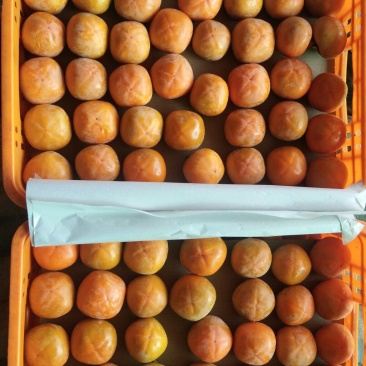 胎里红柿子大量上市中
