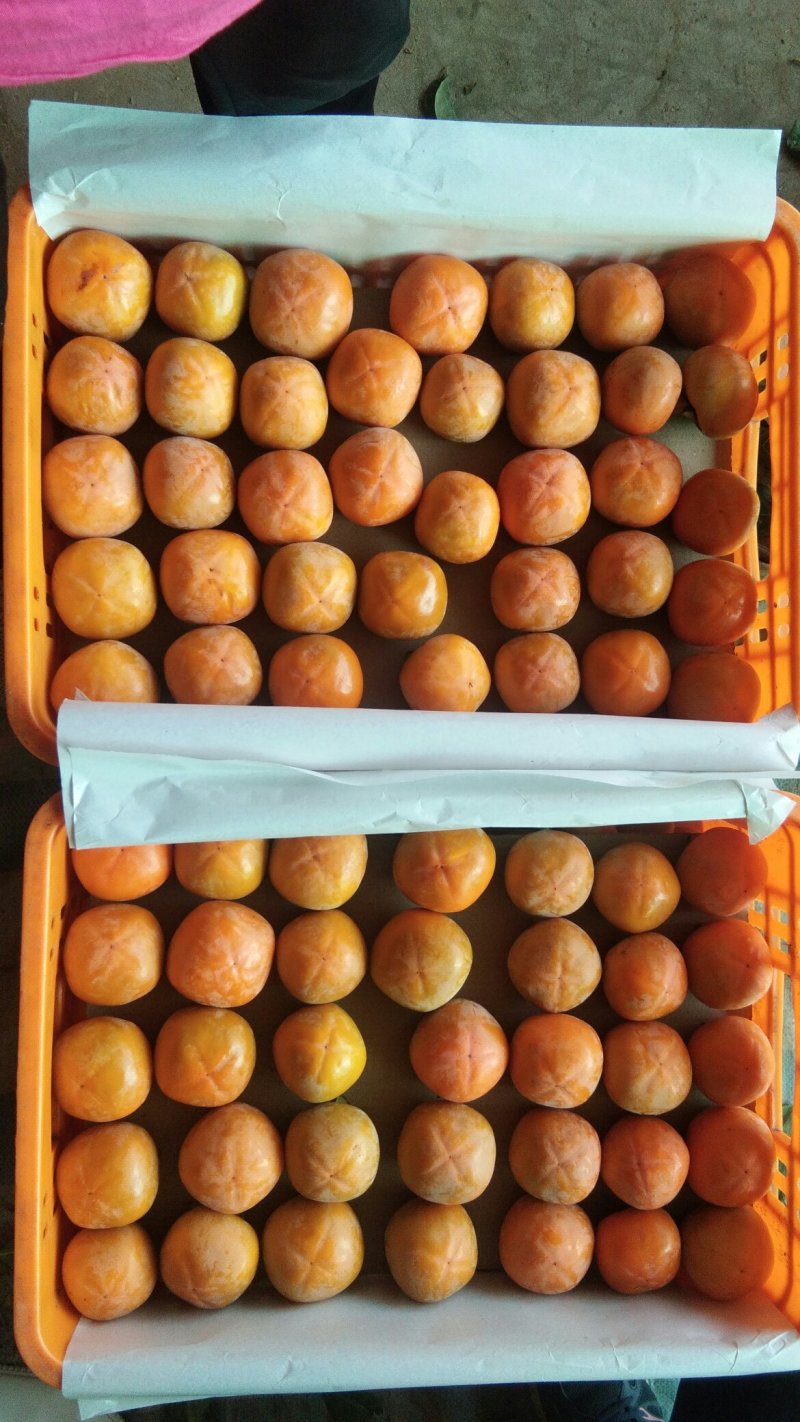 胎里红柿子大量上市中