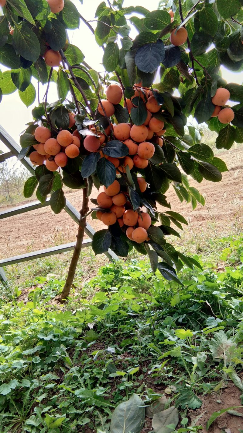 胎里红柿子大量上市中