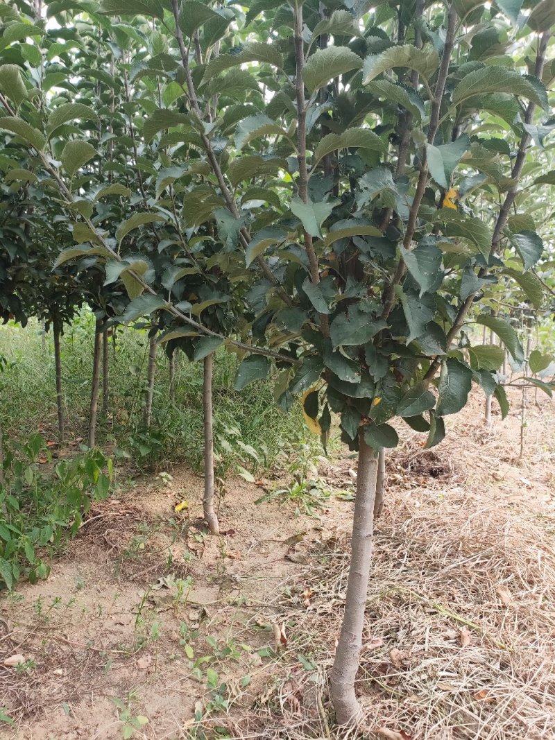 苹果树苹果苗，品种富士系列金红123寒富鸡心果