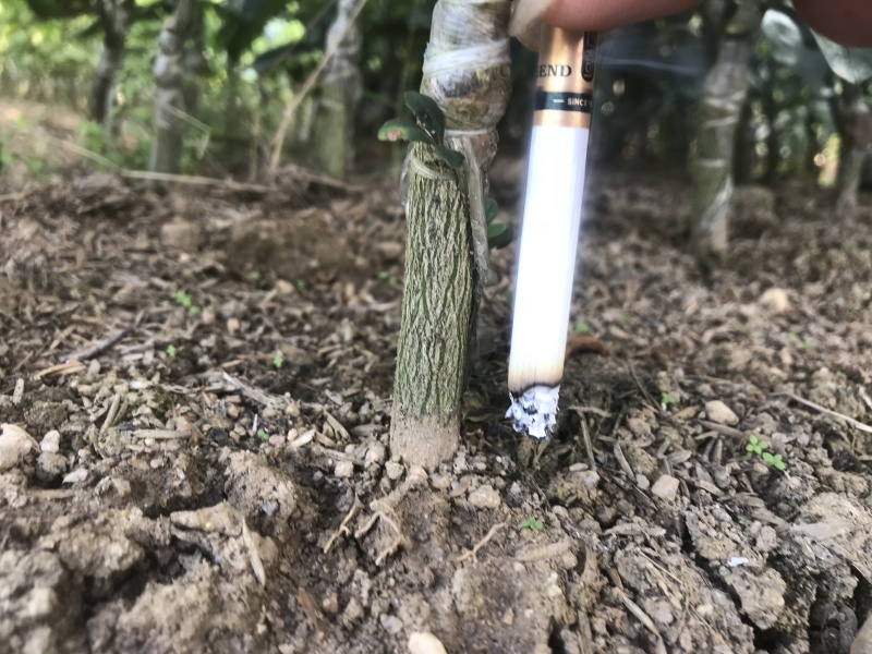 皇帝柑苗贡柑苗基地现货现挖现发指导种植