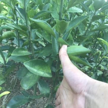 皇帝柑苗贡柑苗基地现货现挖现发指导种植