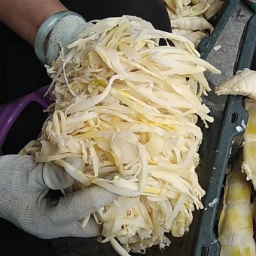 竹笋凉拌炒螺专用竹笋丝笋尾丝笋丝麻竹笋苗