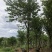 宫粉紫荆地苗移植骨架全冠
