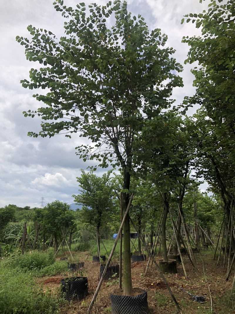 宫粉紫荆地苗移植骨架全冠