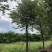 宫粉紫荆地苗移植骨架全冠