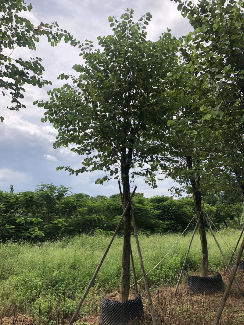宫粉紫荆地苗移植骨架全冠