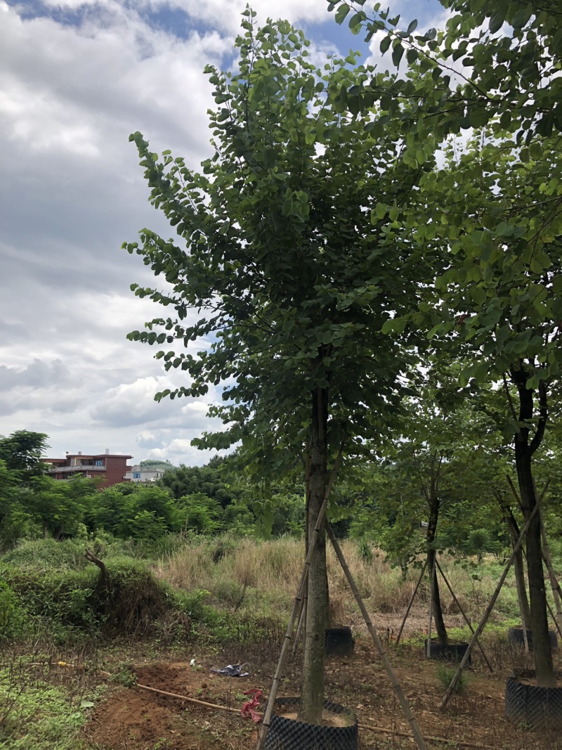 宫粉紫荆地苗移植骨架全冠