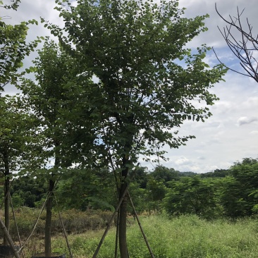宫粉紫荆地苗移植骨架全冠