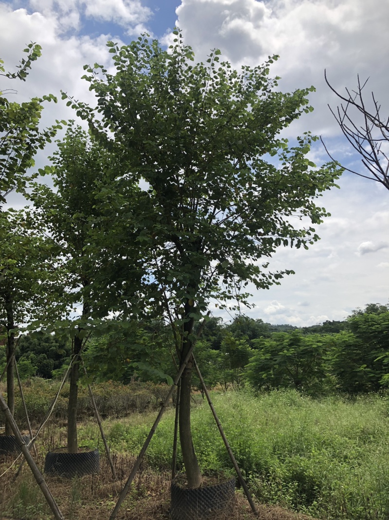 宫粉紫荆地苗移植骨架全冠