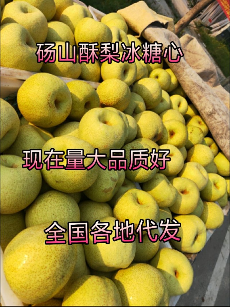 砀山酥梨产地直销皮薄汁多甜度高欢迎咨询订购