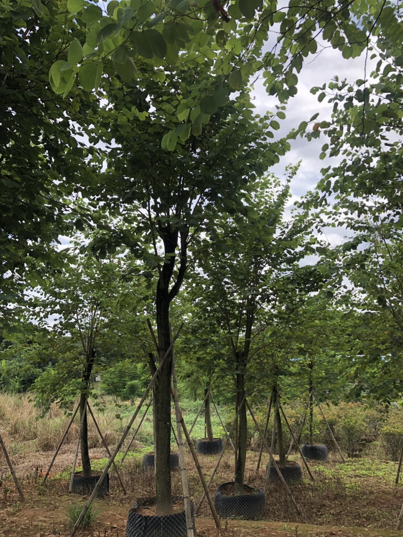 宫粉紫荆地苗移植骨架全冠
