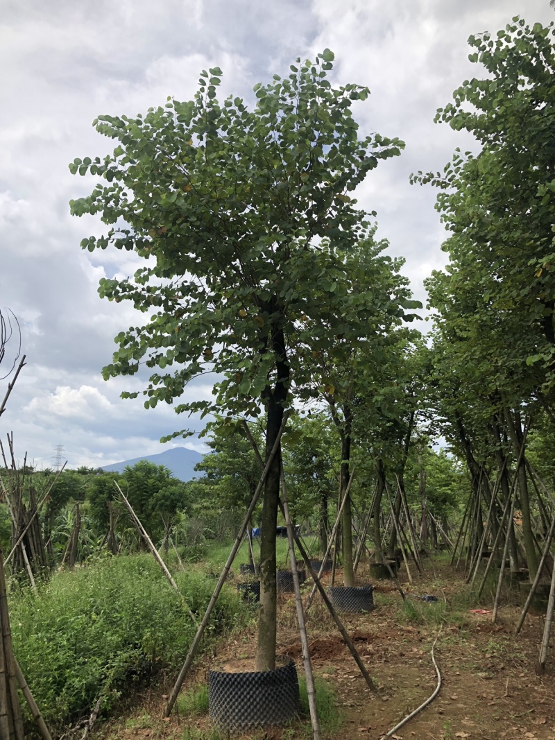 宫粉紫荆地苗移植骨架全冠