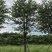 宫粉紫荆地苗移植骨架全冠