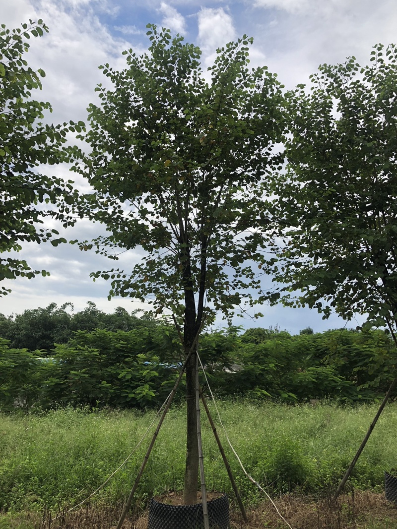宫粉紫荆地苗移植骨架全冠