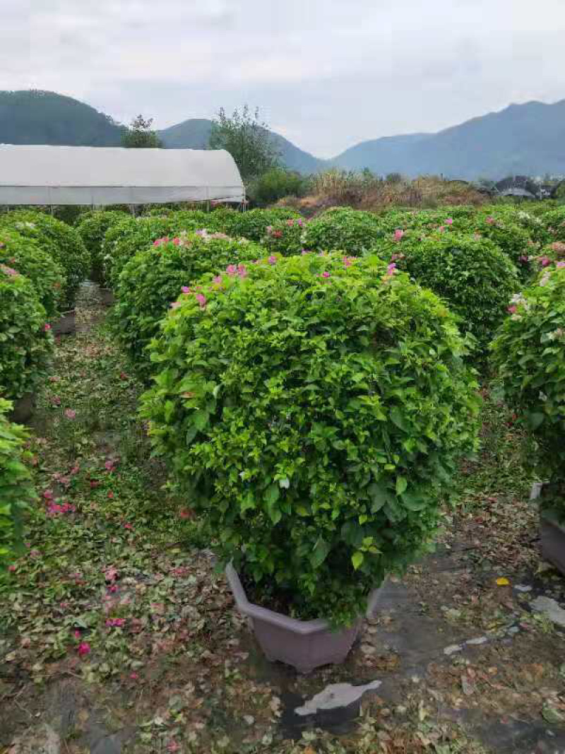 三角梅球形各种各样的规格