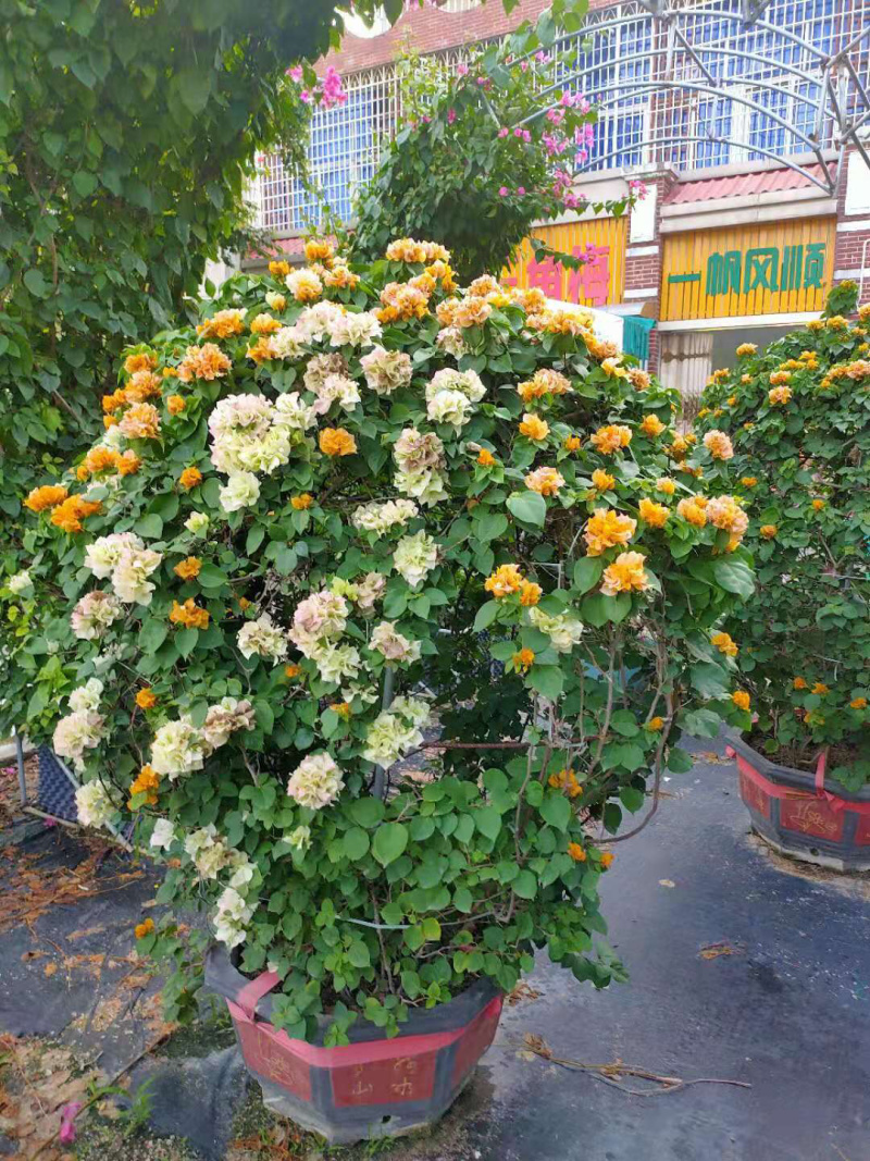 三角梅球形各种各样的规格