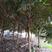 大叶女贞，枇杷树，水杉，栾树，垂柳