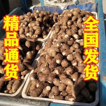 芋头8520精品沙土地大通货
