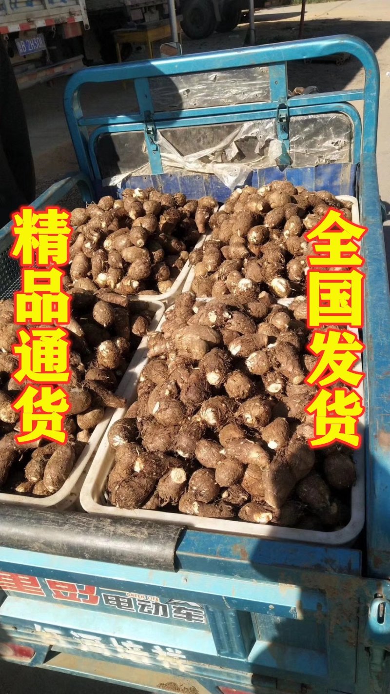 芋头8520精品沙土地大通货