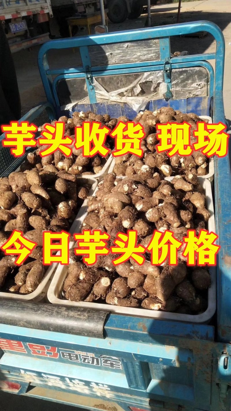 山东芋头8520大量上市可对接超市、网店，各大市场供应