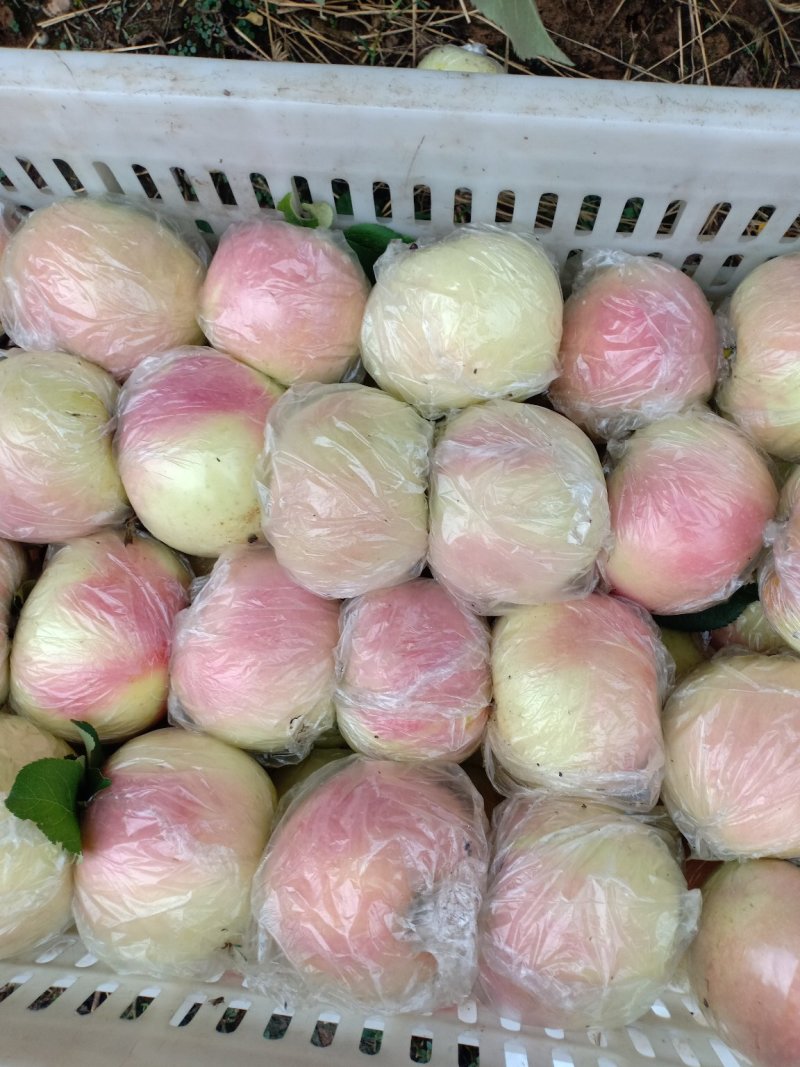 精品冰糖心红富士苹果75mm以上膜袋口感脆甜颜色红亮