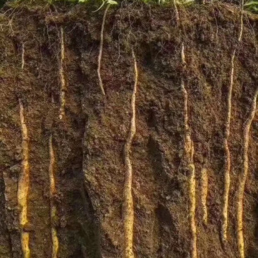怀庆府铁棍山药6斤特惠装,温县产区直供鲜山药