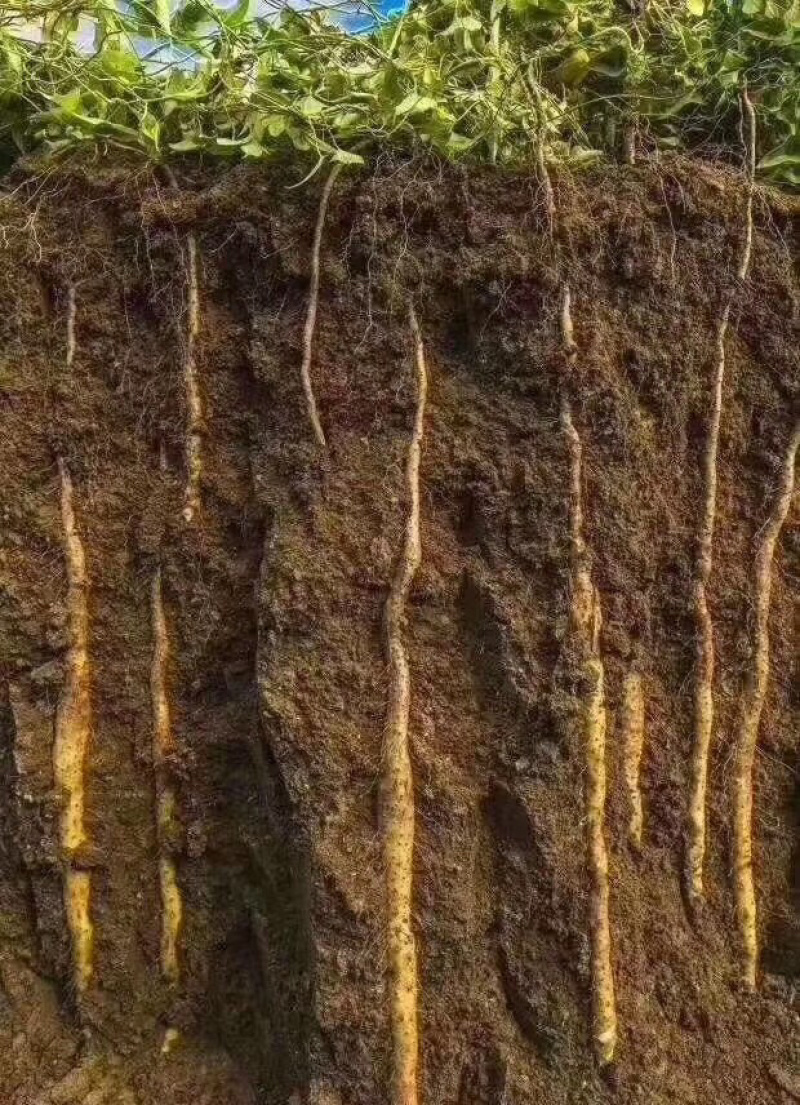 怀庆府铁棍山药6斤特惠装，温县产区直供鲜山药