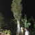 多花黄花风铃木5-15分袋苗移植树乔木