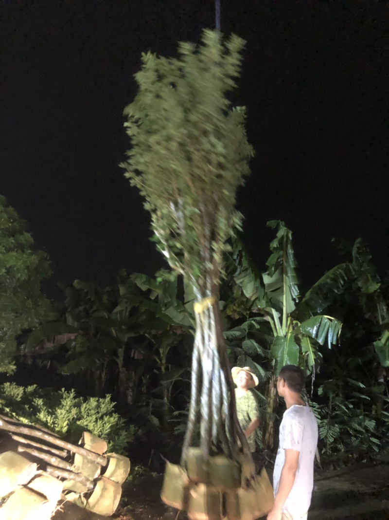 多花黄花风铃木5-15分袋苗移植树乔木