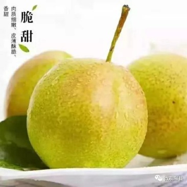 玉露香梨