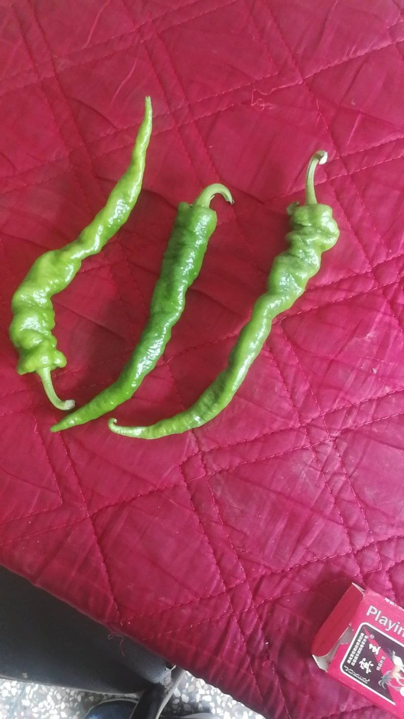 精品兰州螺丝椒，陇椒，牛角椒。精品好货，大量有货。