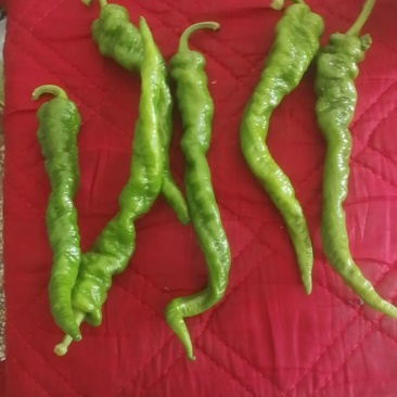 精品兰州螺丝椒，陇椒，牛角椒。精品好货，大量有货。