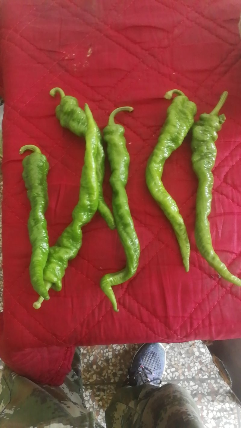 精品兰州螺丝椒，陇椒，牛角椒。精品好货，大量有货。