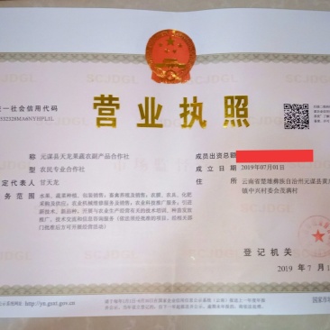 元谋牛奶枣，口感脆甜，代办代发整车，电商支持一件代发