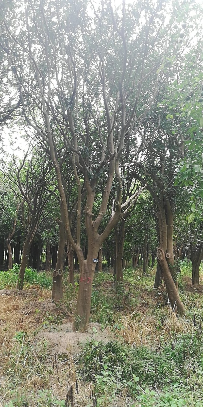 移载香泡大量观货