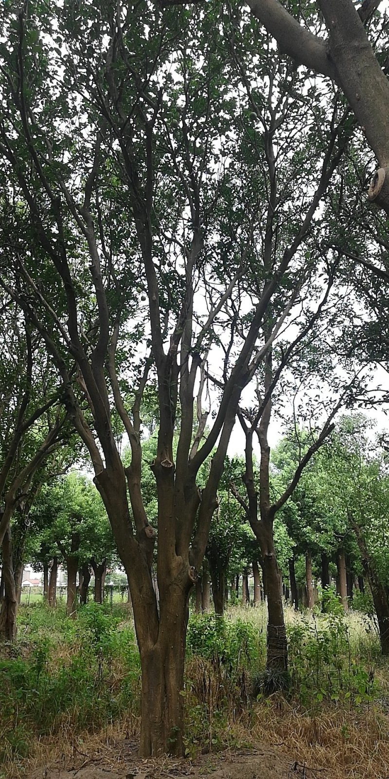 移载香泡大量观货