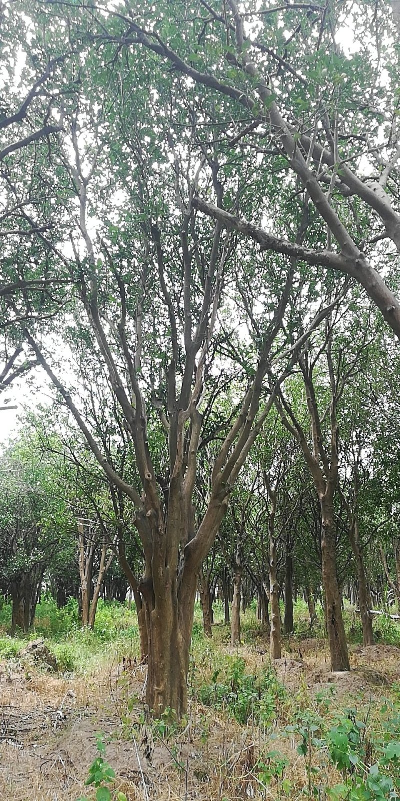 移载香泡大量观货